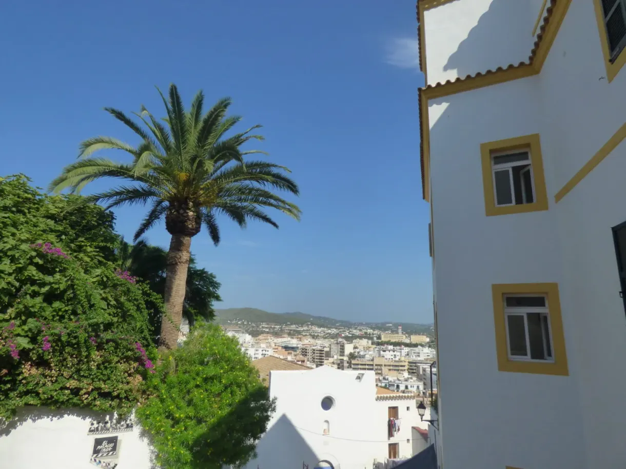 Palm tree and bougainvillea in front of a white facade with yellow shutters