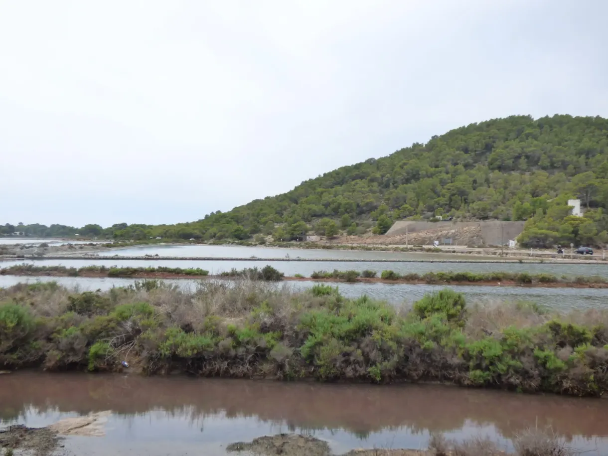 Brown waters of the salt flats edged with shrubs