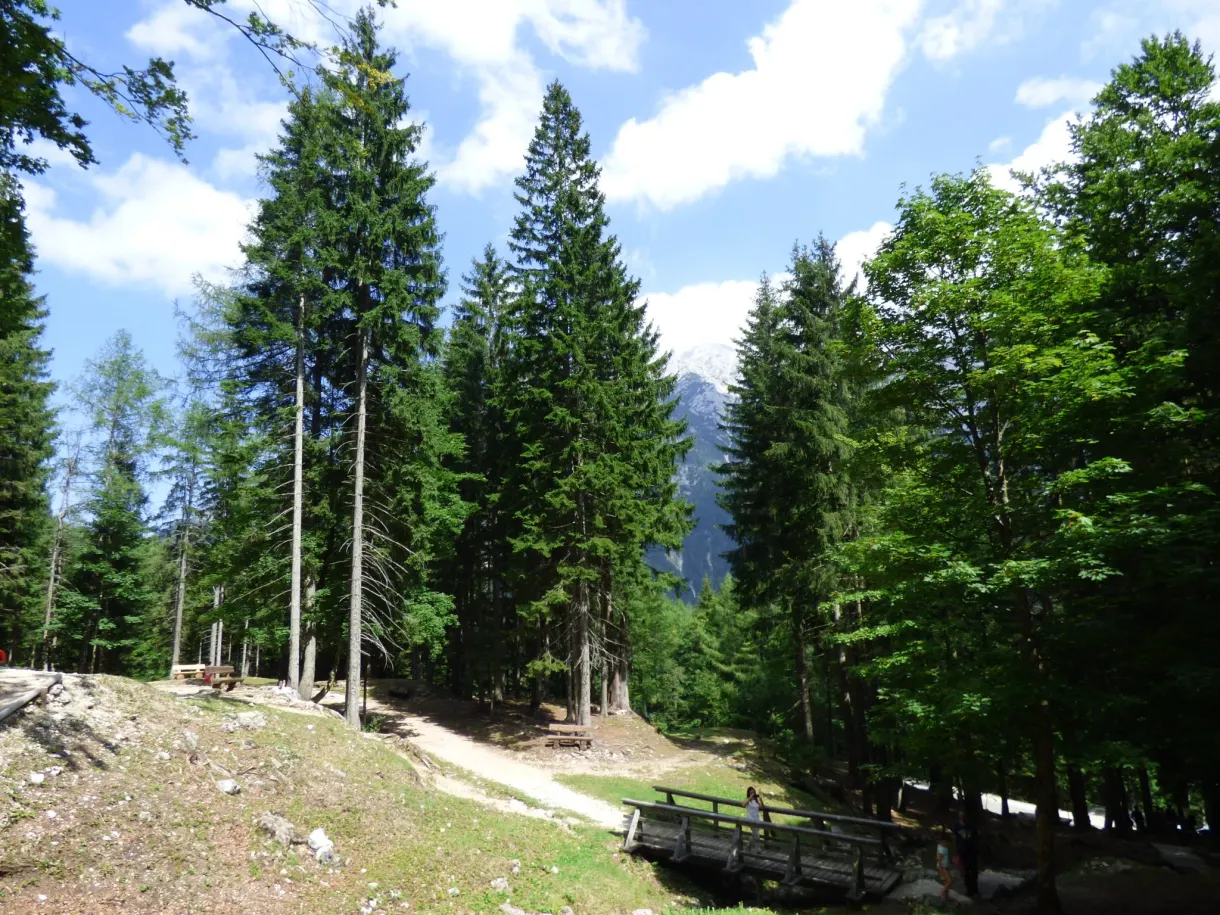 Clearing and tall fir trees beside the road over the pass