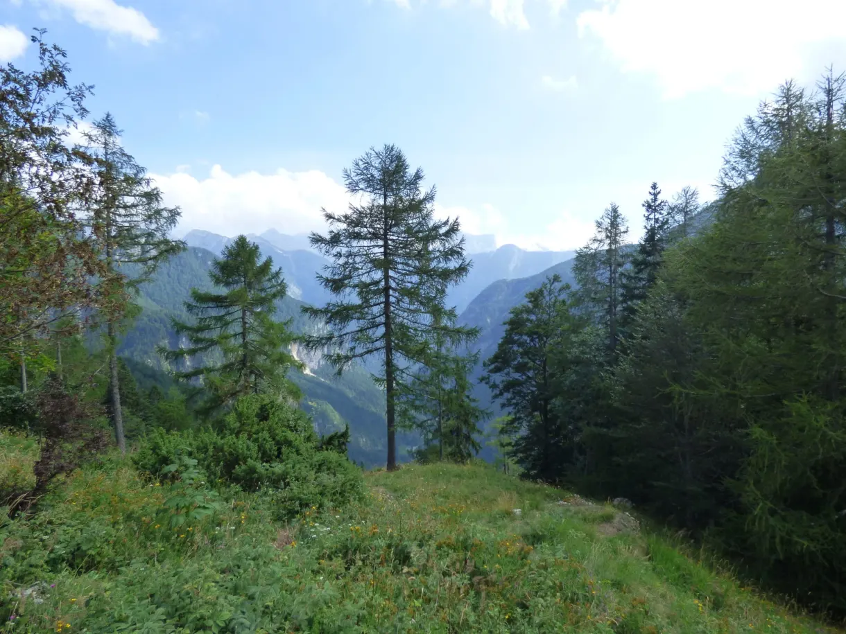Lone fir trees on a grassy shelf facing the mountains
