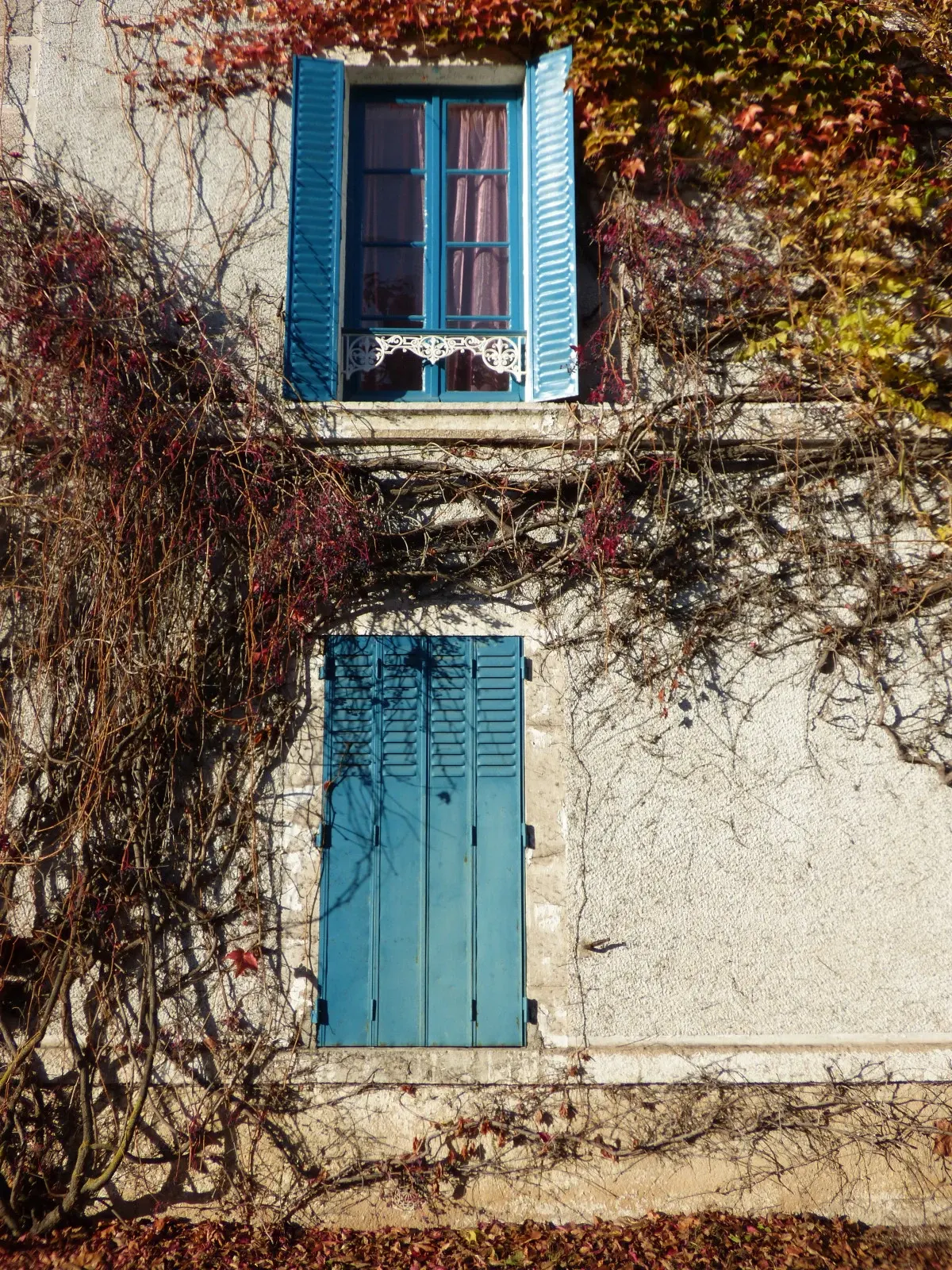 Window with blue shutters wrapped in Virginia creeper