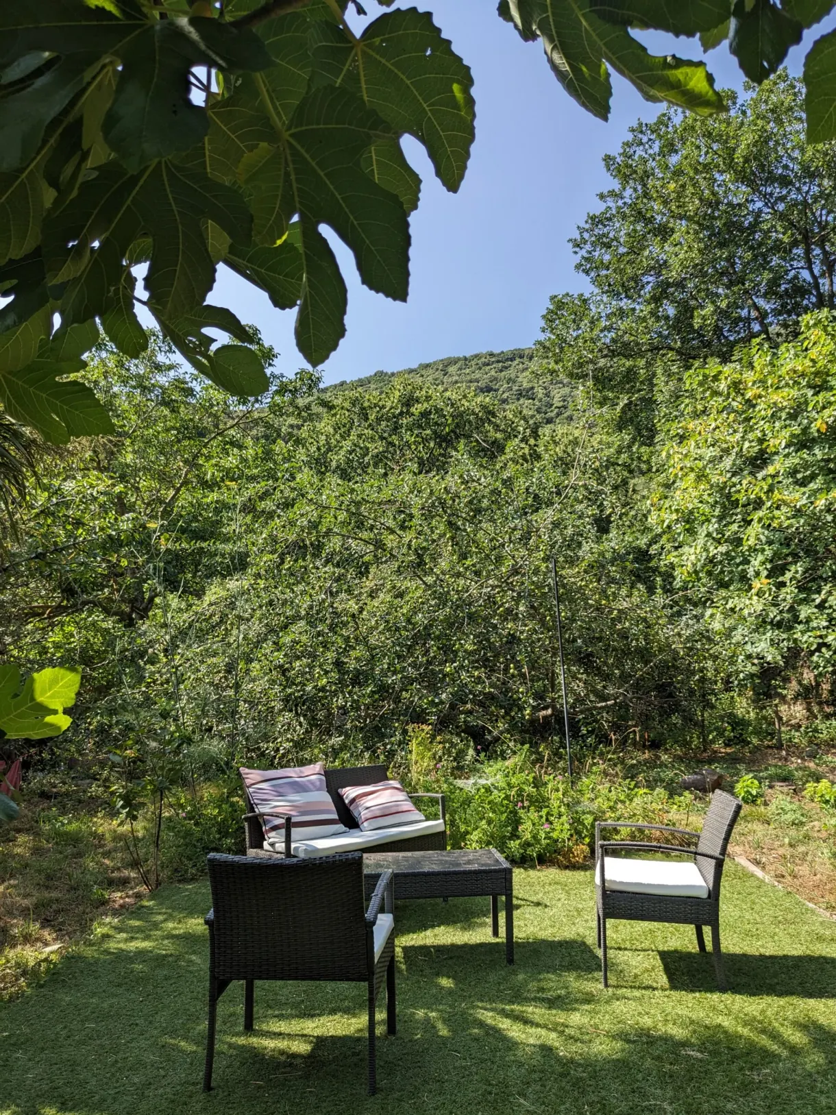 Garden furniture in the shade of a fig tree, hills in the background