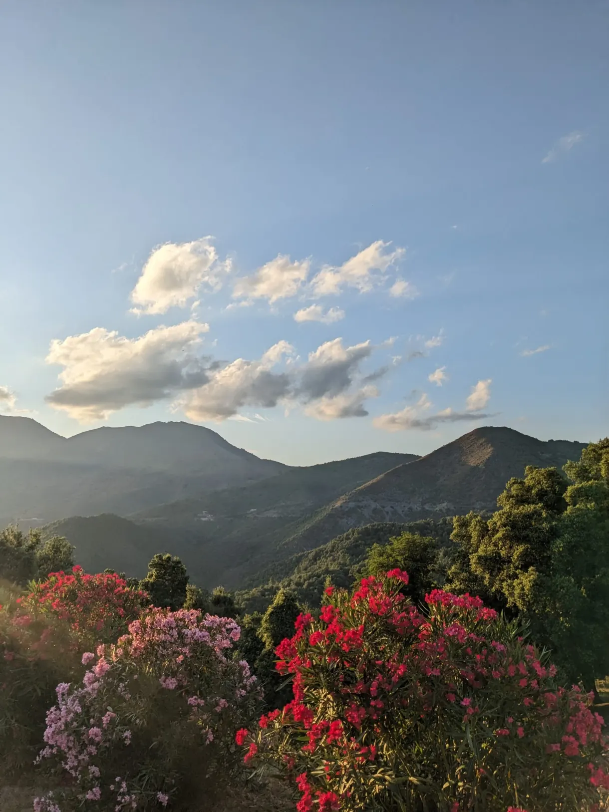 Mountains golden in the setting sun behind the oleanders