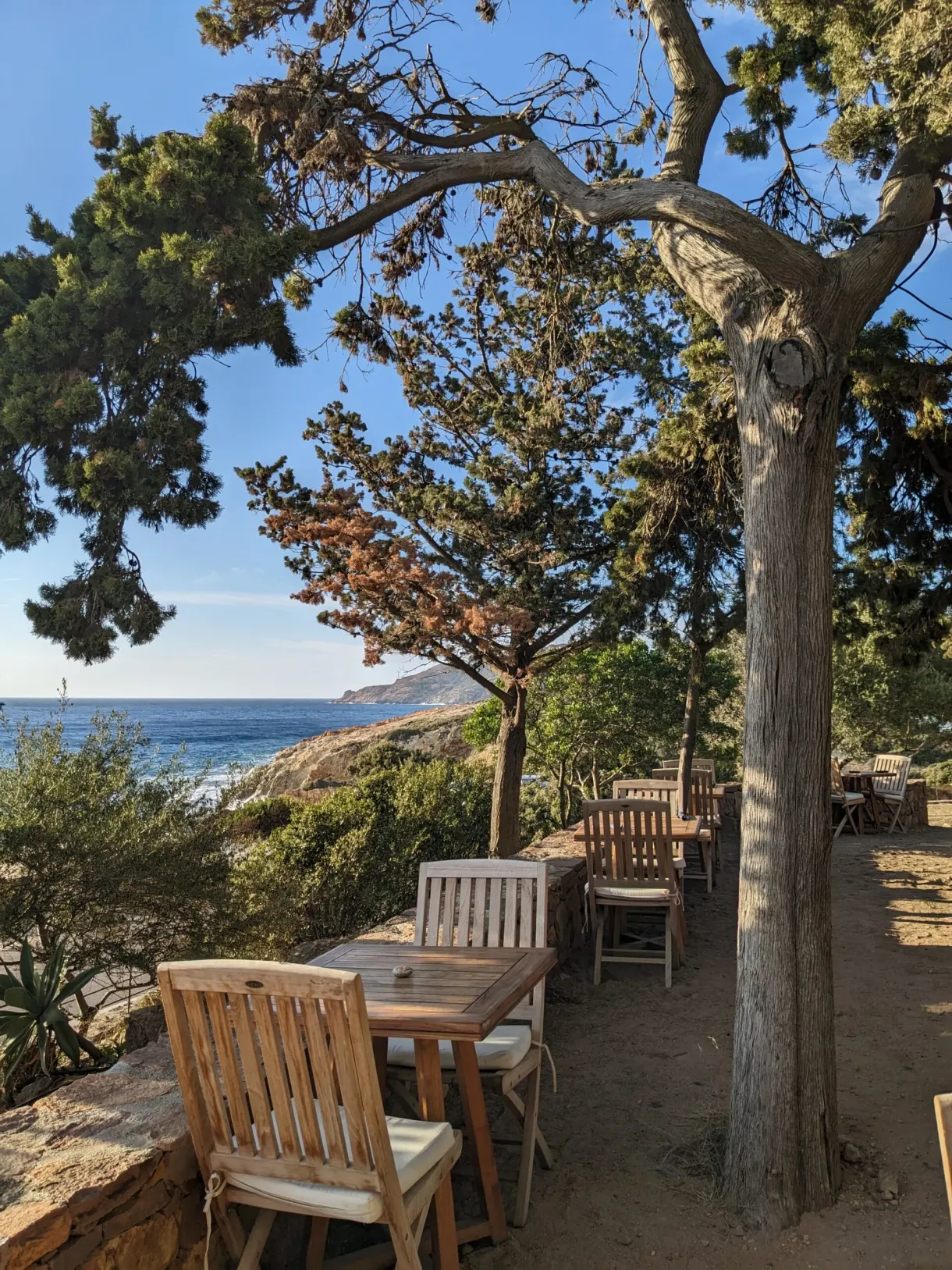 Wooden tables set out beneath the pines facing the sea