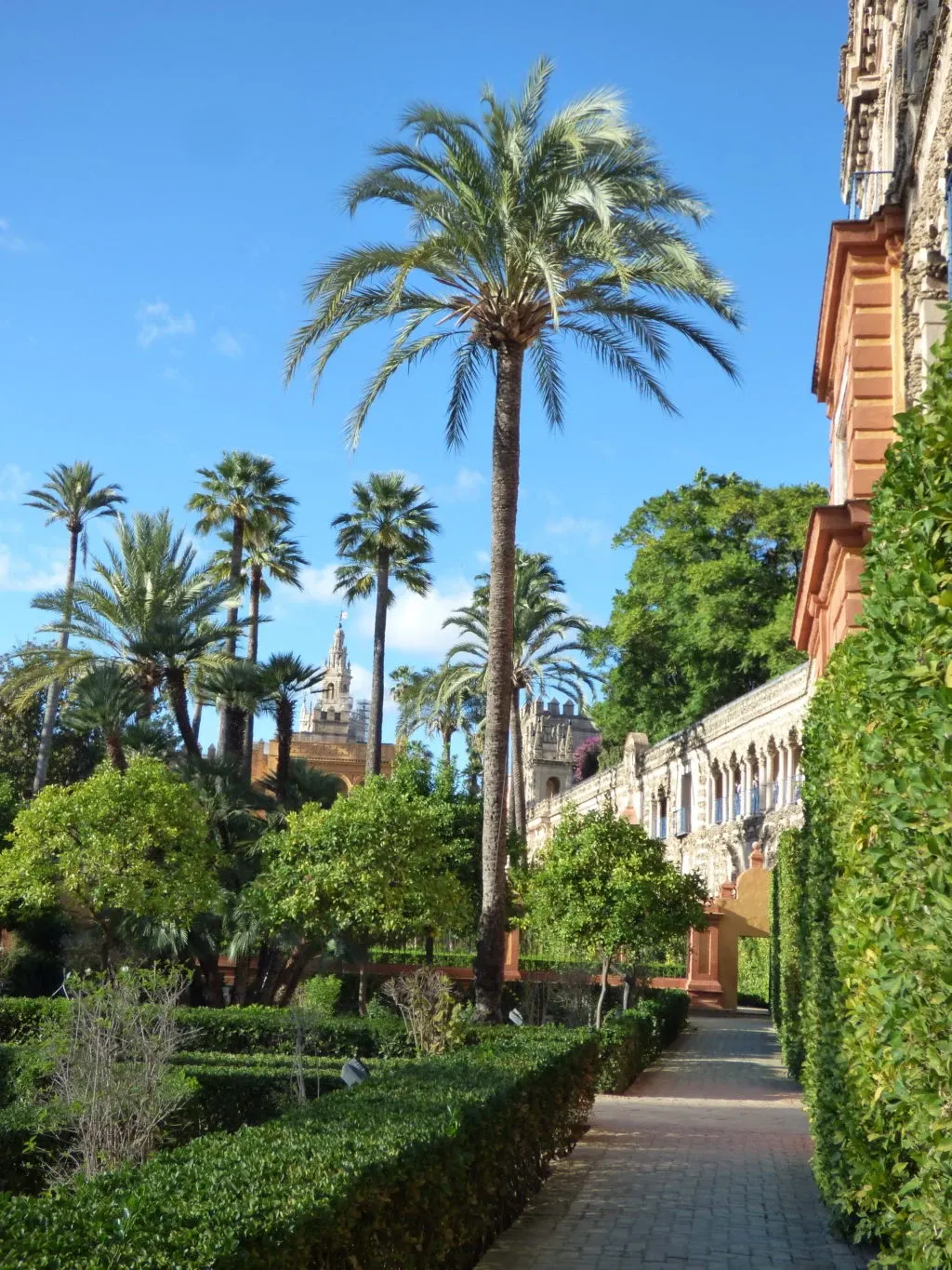 Palm trees and clipped hedges along a long ochre wall