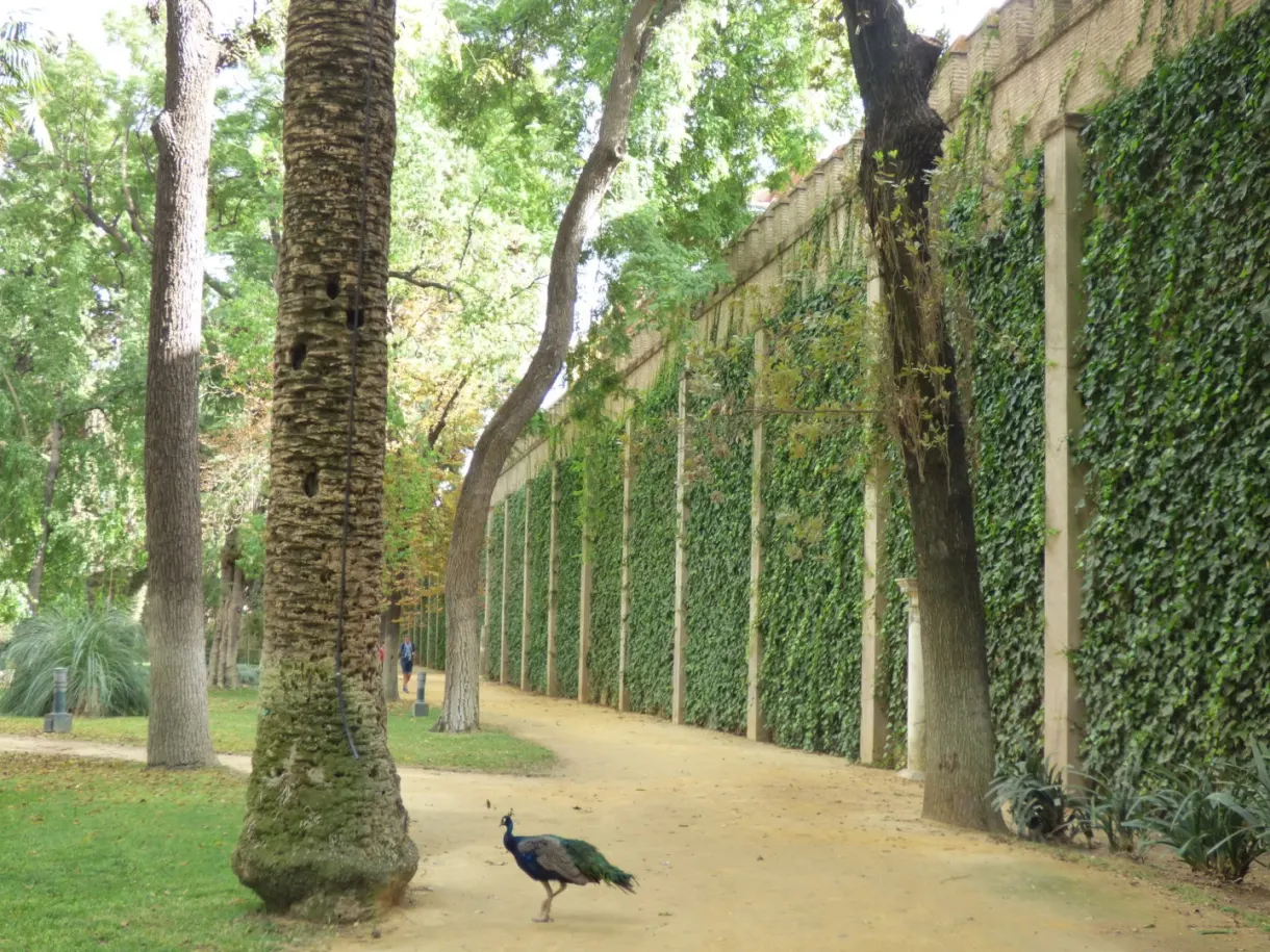 Peacock on a dirt path in front of an ivy-covered wall