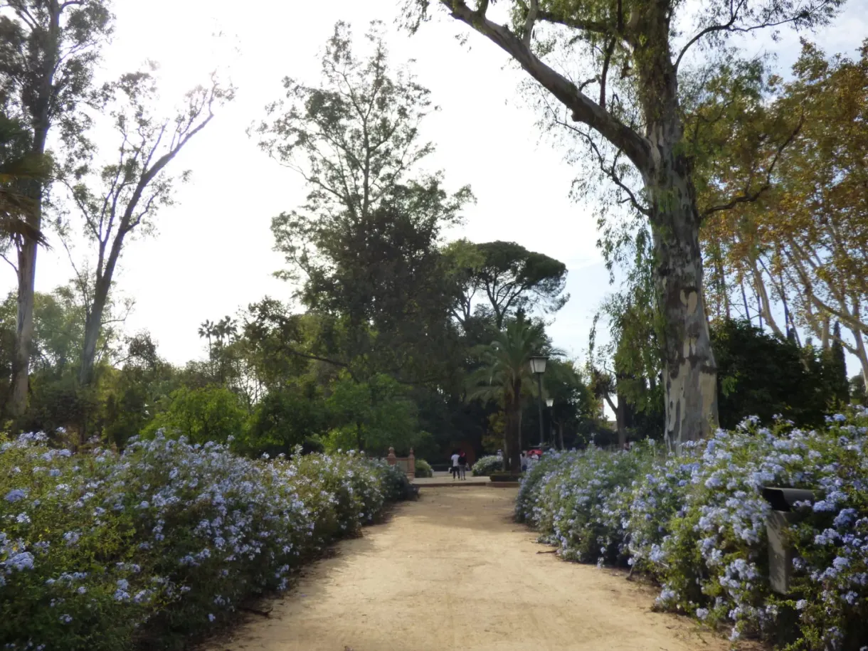 Dirt path lined with hydrangeas beneath the large trees