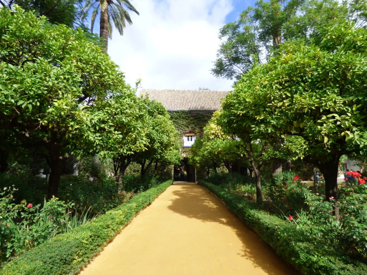 Sandy path between the orange trees of the walled garden