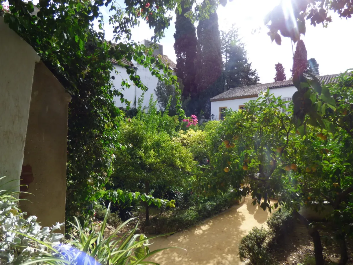 Walled garden with white walls, palm trees and flower beds