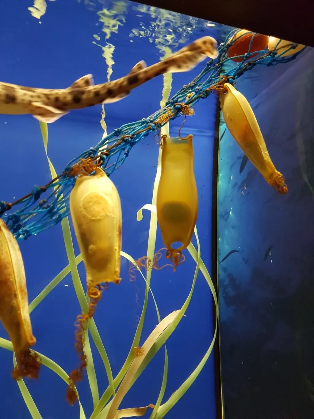 Yellow jellyfish floating in front of a bluish wall