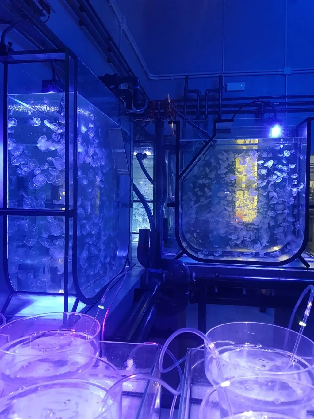 Breeding tanks lit in blue behind the scenes at the aquarium