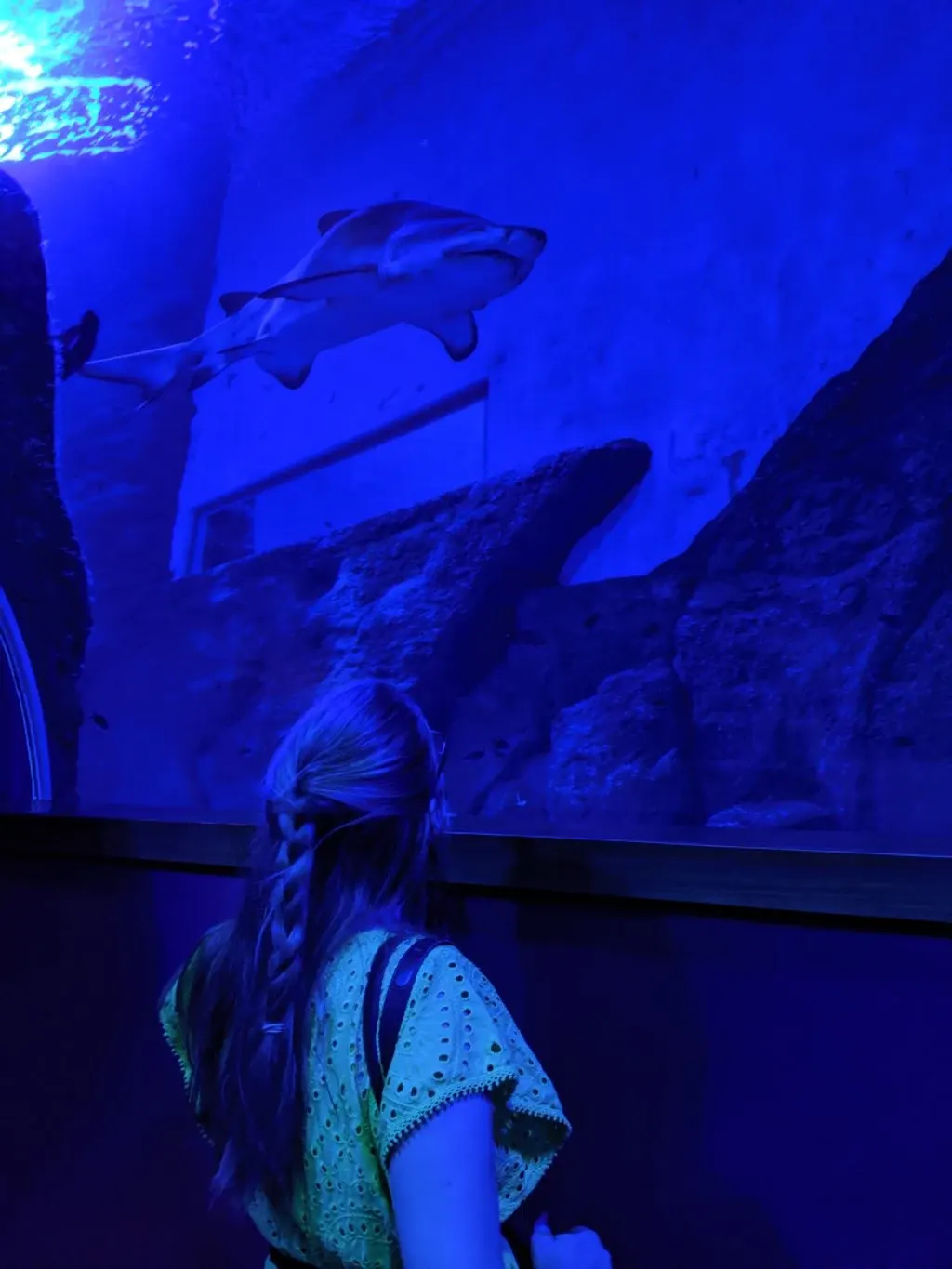 Woman seen from behind in front of a window with a shark passing by