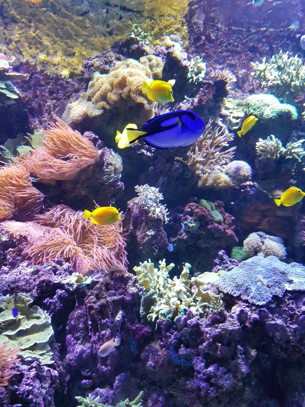 Colourful coral reef and yellow and blue surgeonfish