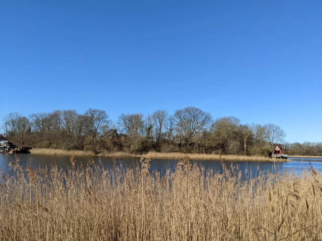 Roselière sèche au premier plan et rive boisée sur l'autre bord