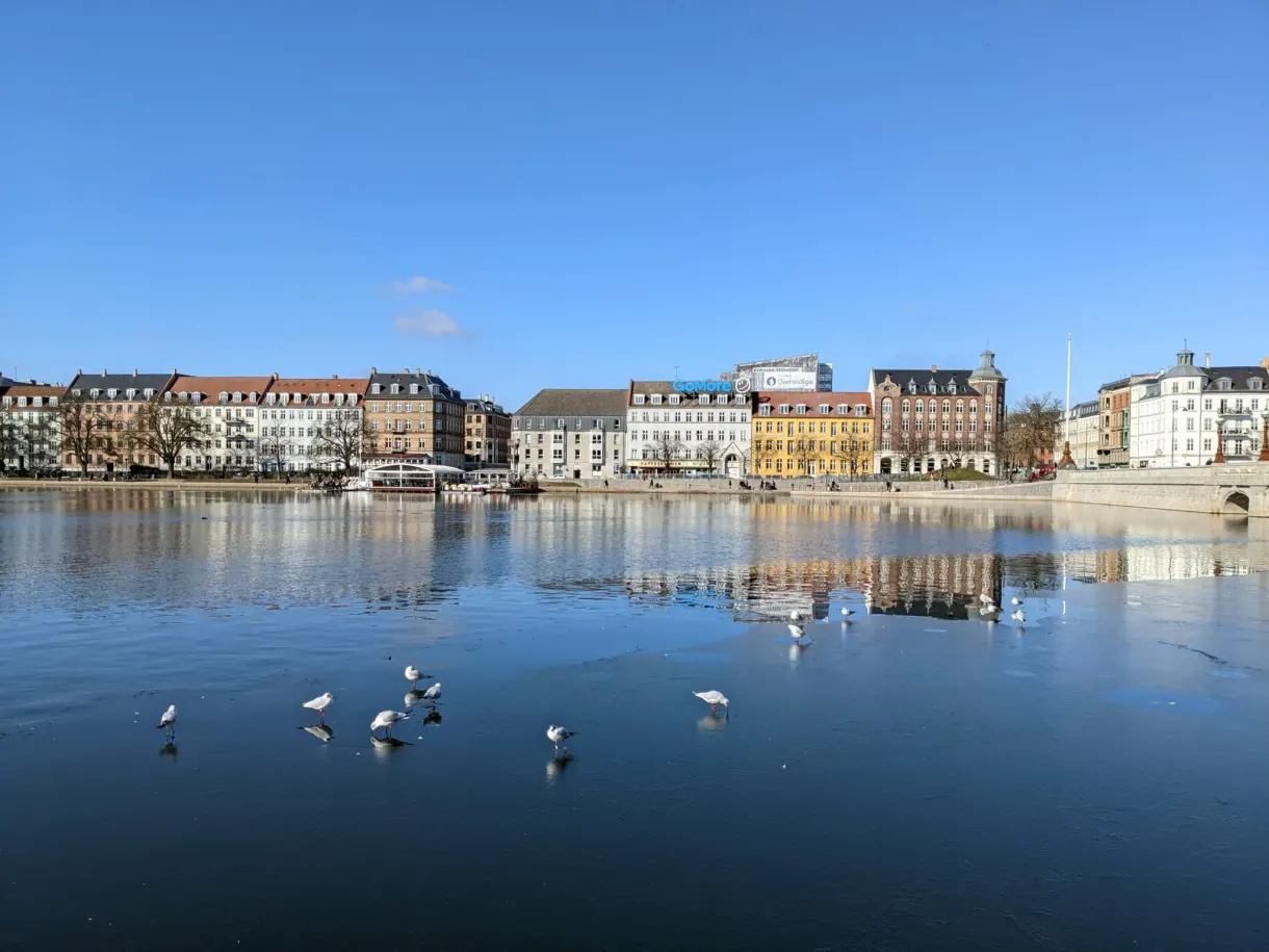 Cygnes glissant sur le lac devant les façades claires du quartier