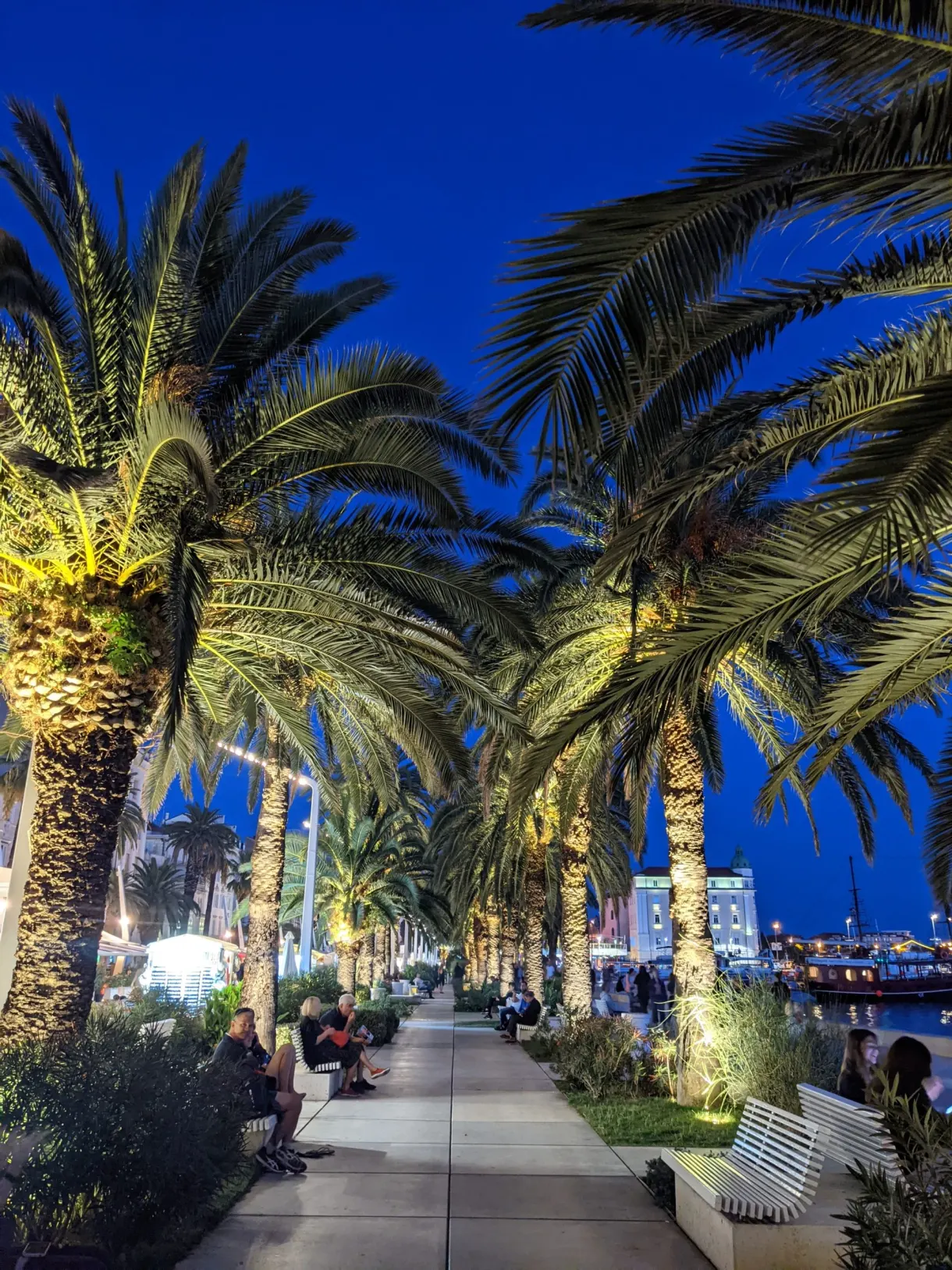 Lit palm trees on the promenade at blue hour