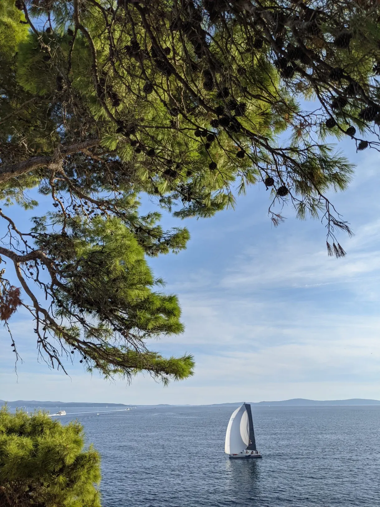 White sailing boat on the sea, pine branches in the foreground