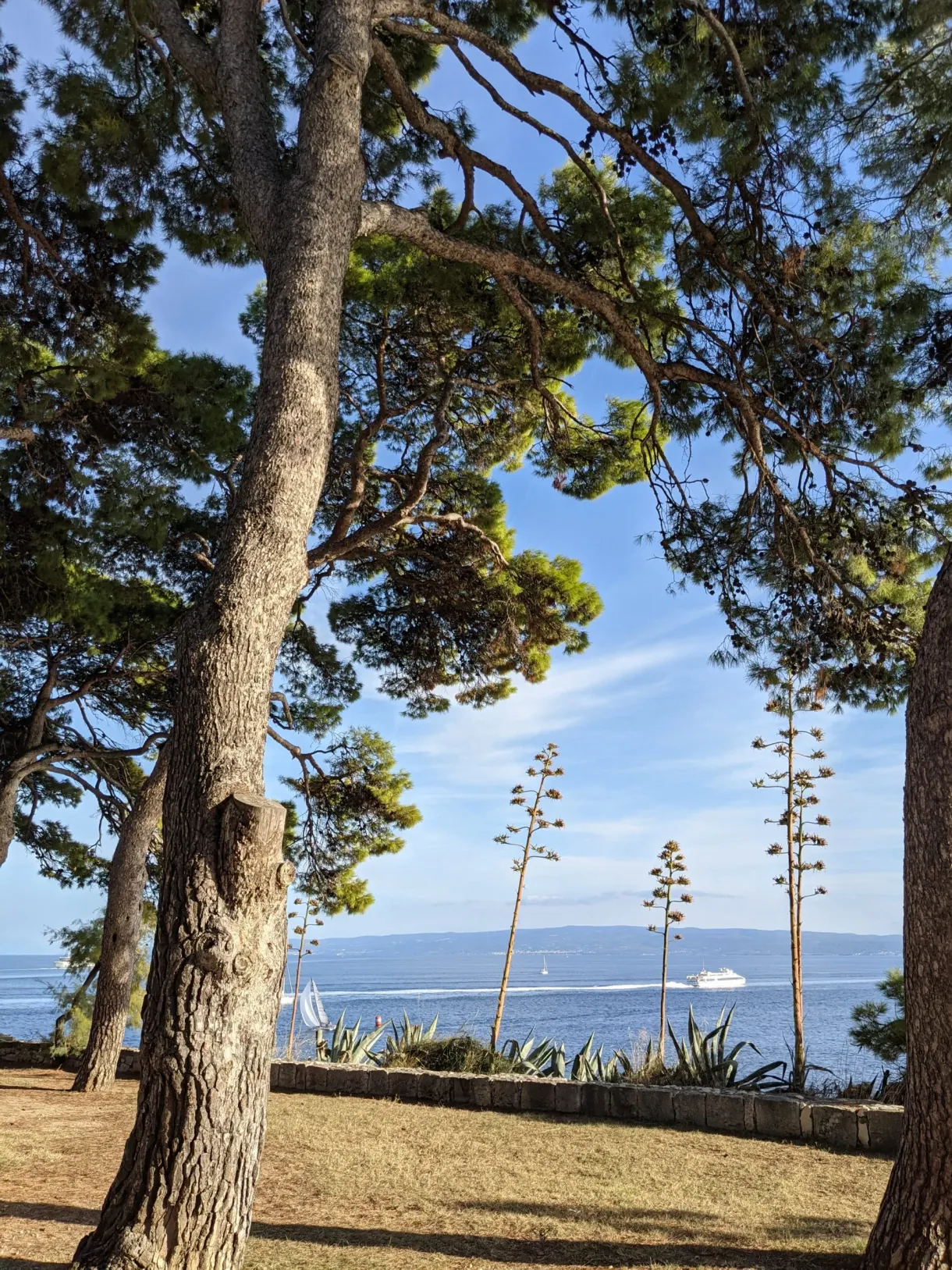 Pines and agaves framing the sea lit by the low sun