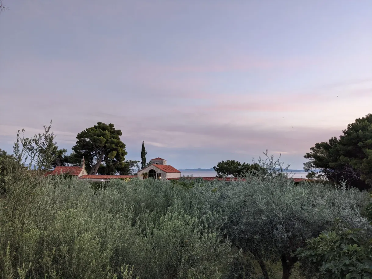 Olive trees and pines under a pink sky at dusk