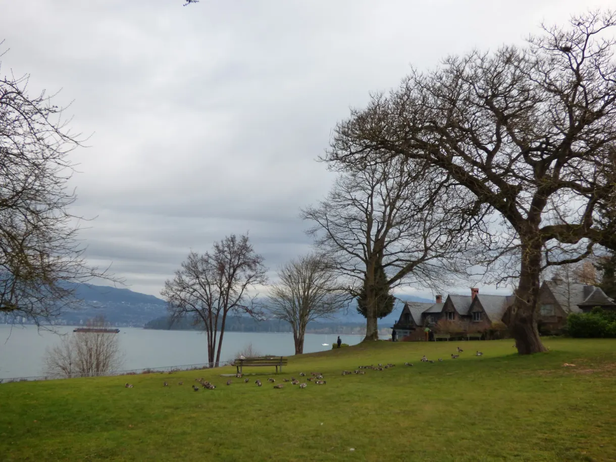 Large bare tree on a lawn overlooking the sea