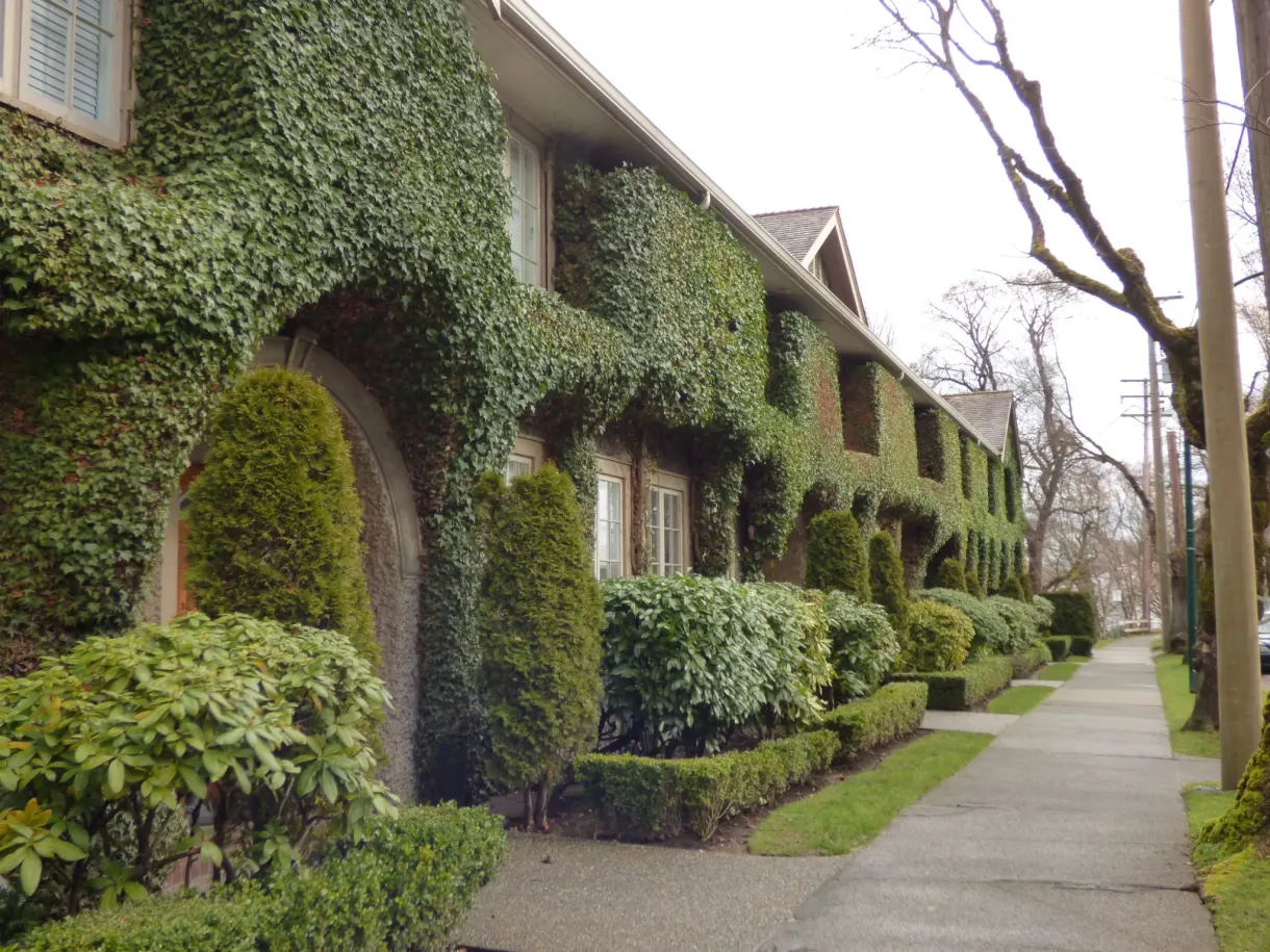 Ivy-covered houses along a pavement