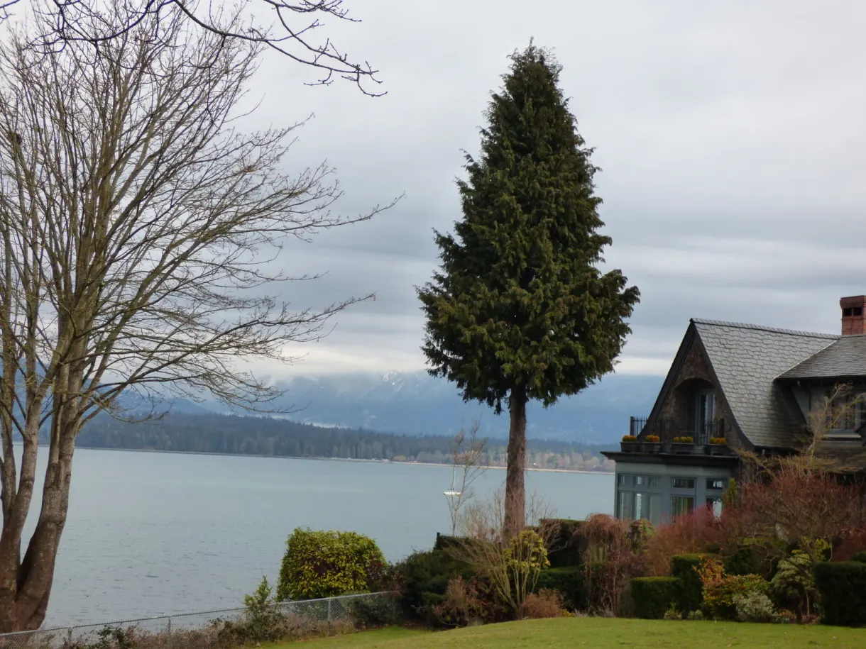 Slender conifer in front of a house overlooking the bay