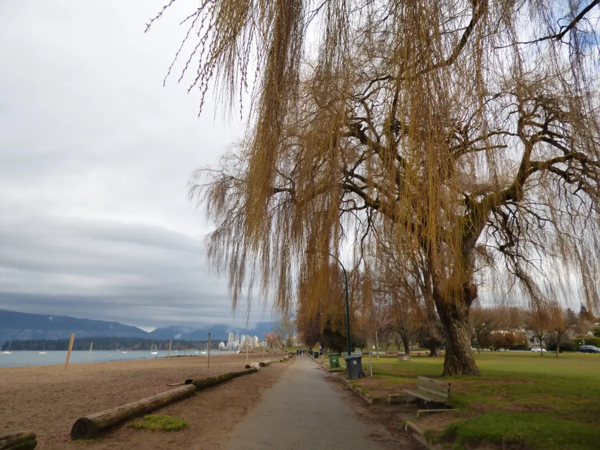Weeping willow above the path running along the beach