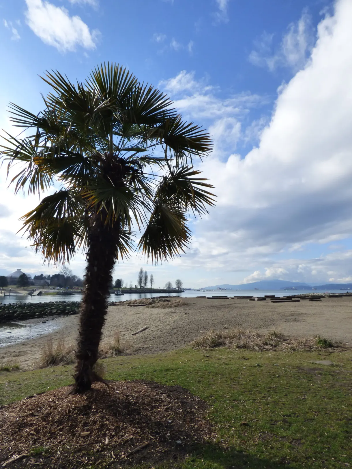 Palm tree planted on the lawn at the edge of the beach
