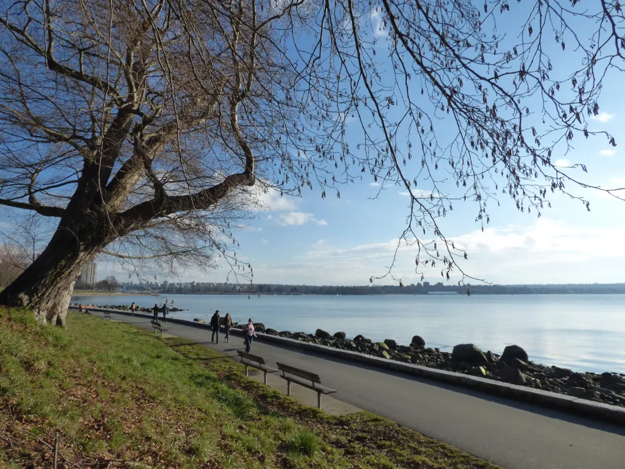 Tree leaning over the promenade at the water's edge