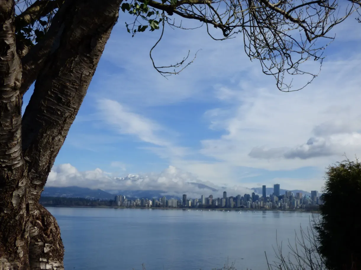 Gnarled trunk framing the city on the other side of the bay