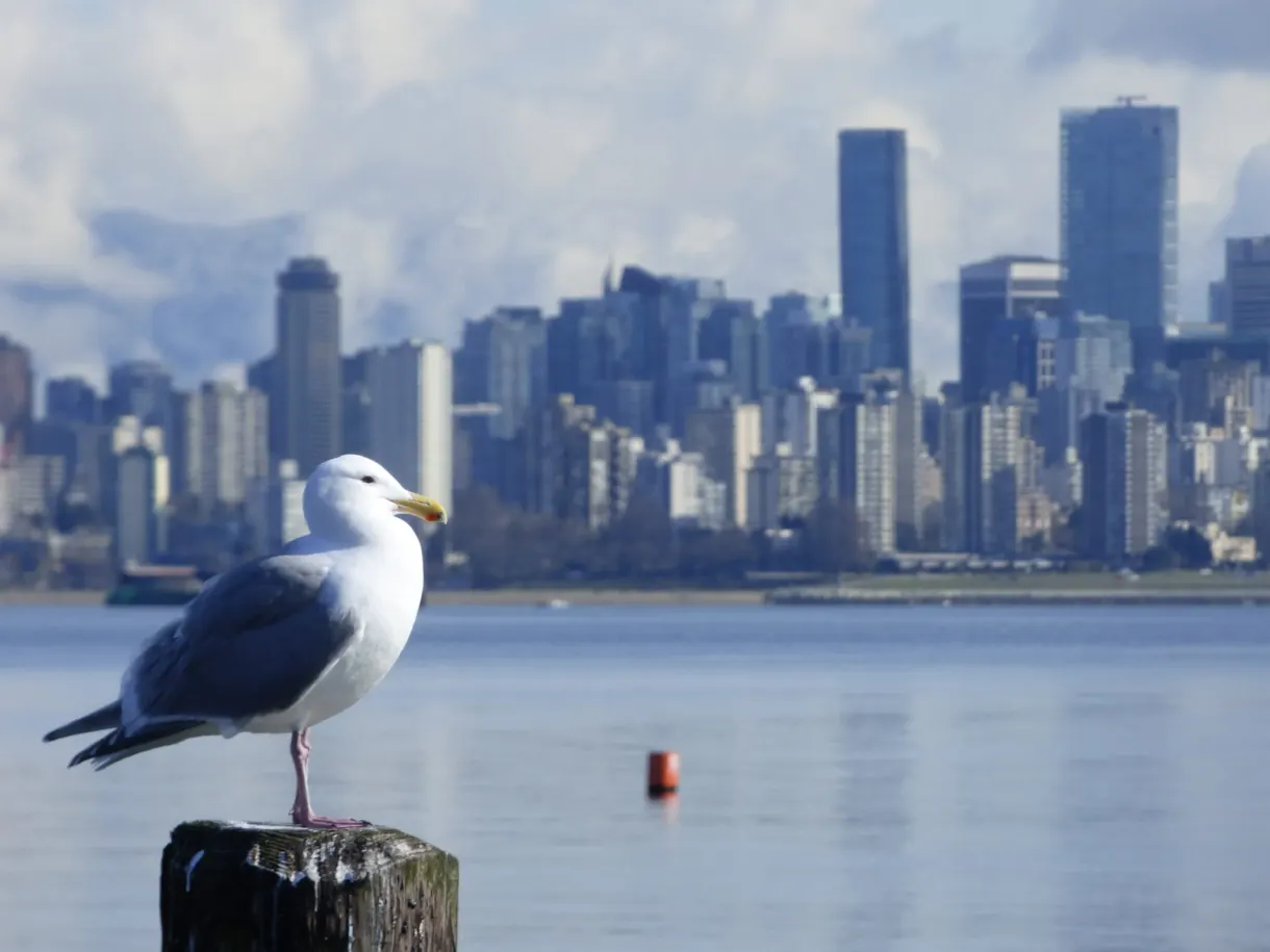 Gull perched on a post in front of the skyscrapers
