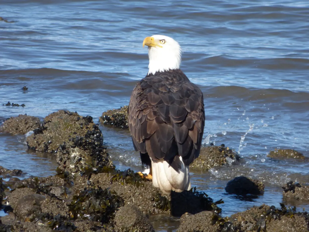 Bald eagle perched on the rocks of the shore
