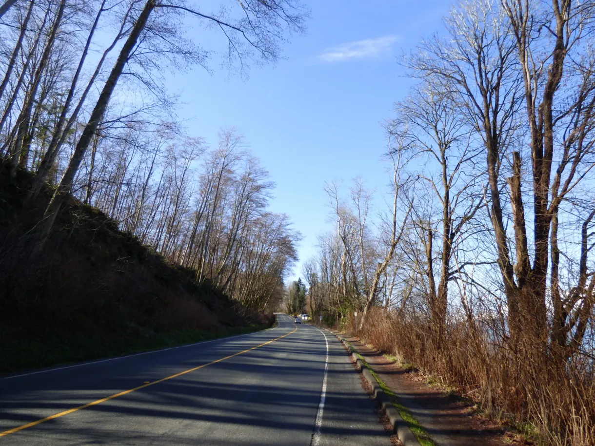 Straight road lined with forest and a wooded bank