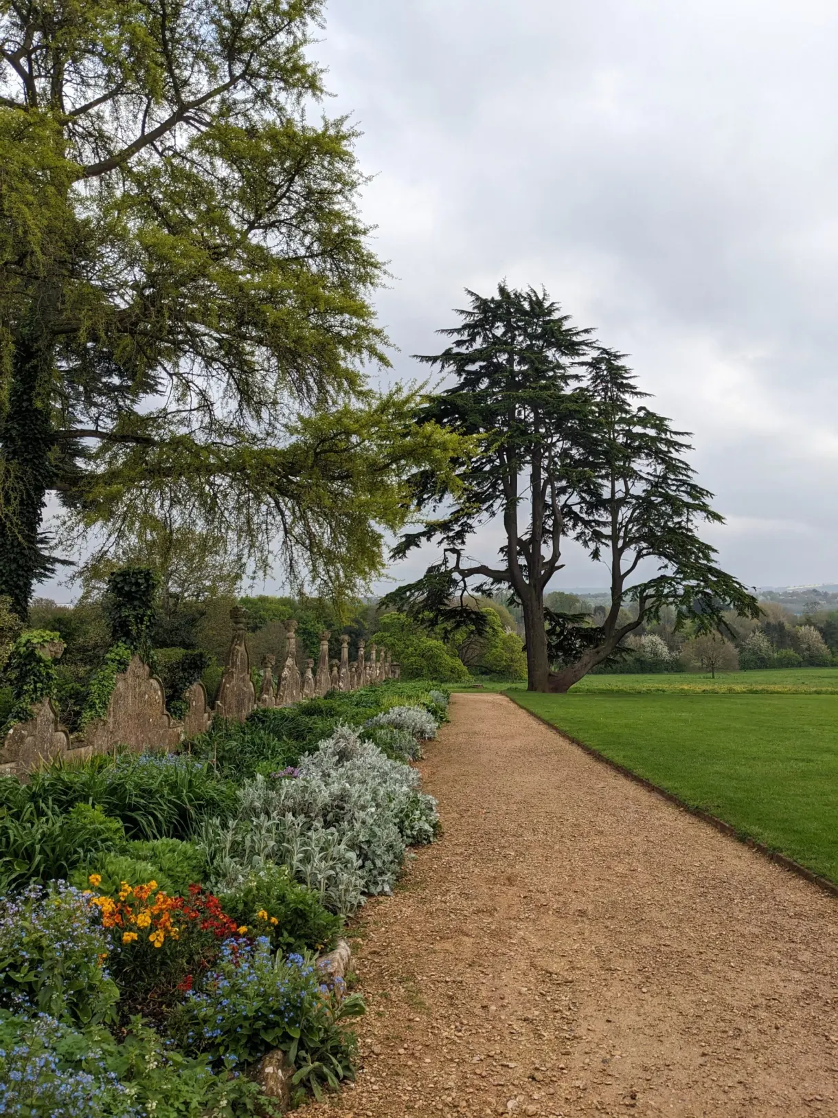 Gravel path lined with flower beds and a large cedar