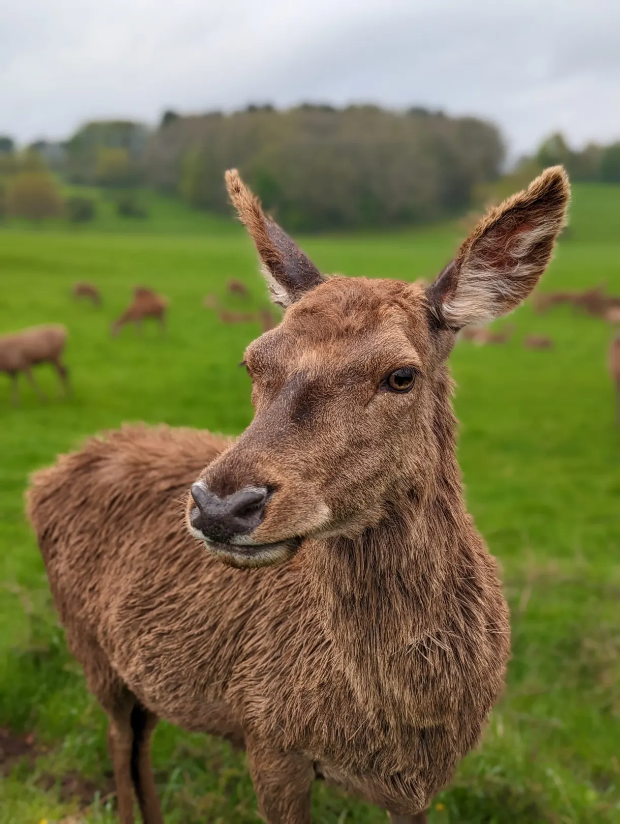 Deer head-on in a meadow, herd behind it