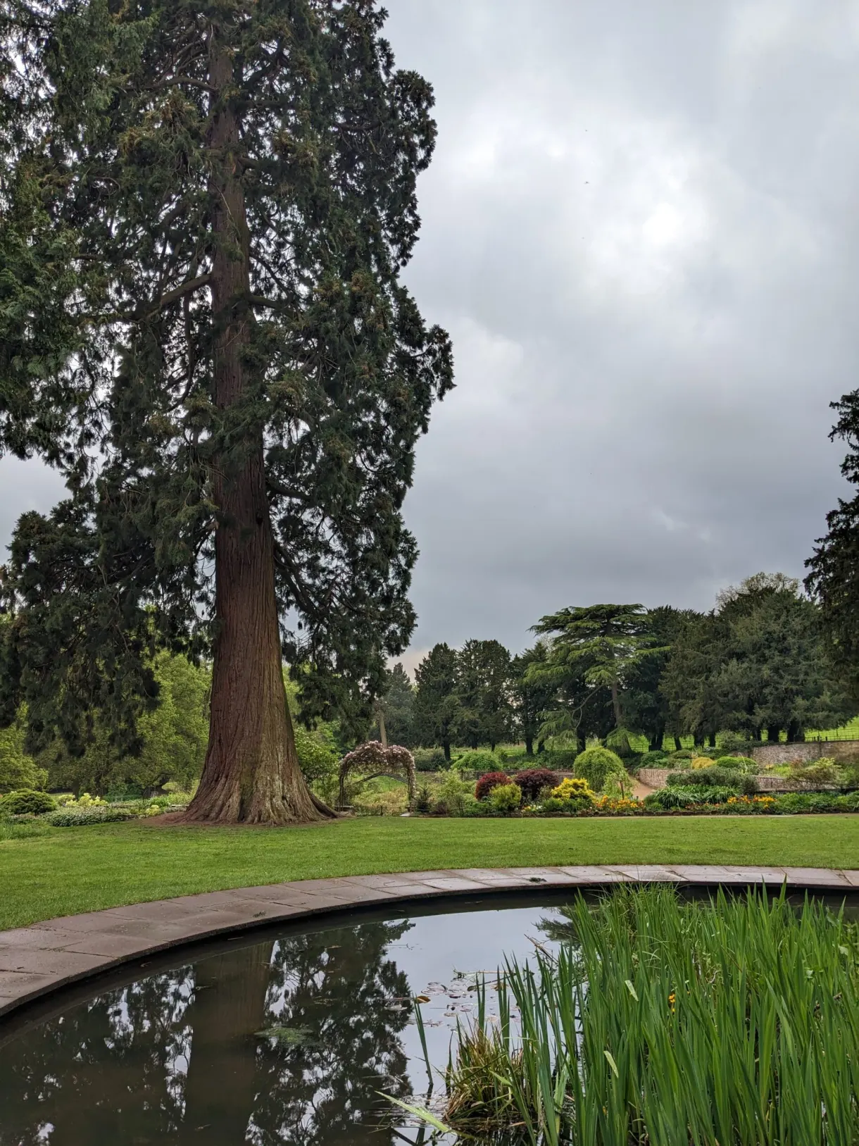 Sequoia standing beside a garden pond