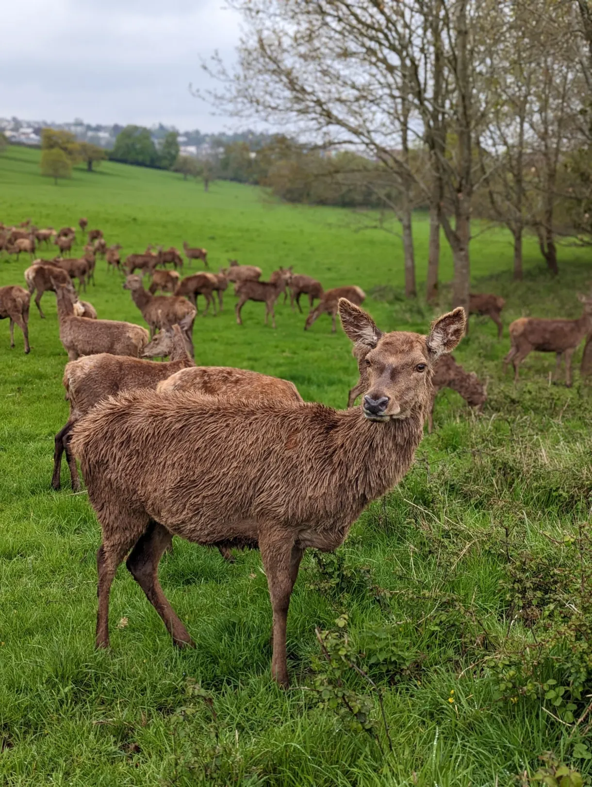 Herd of deer grazing in the park