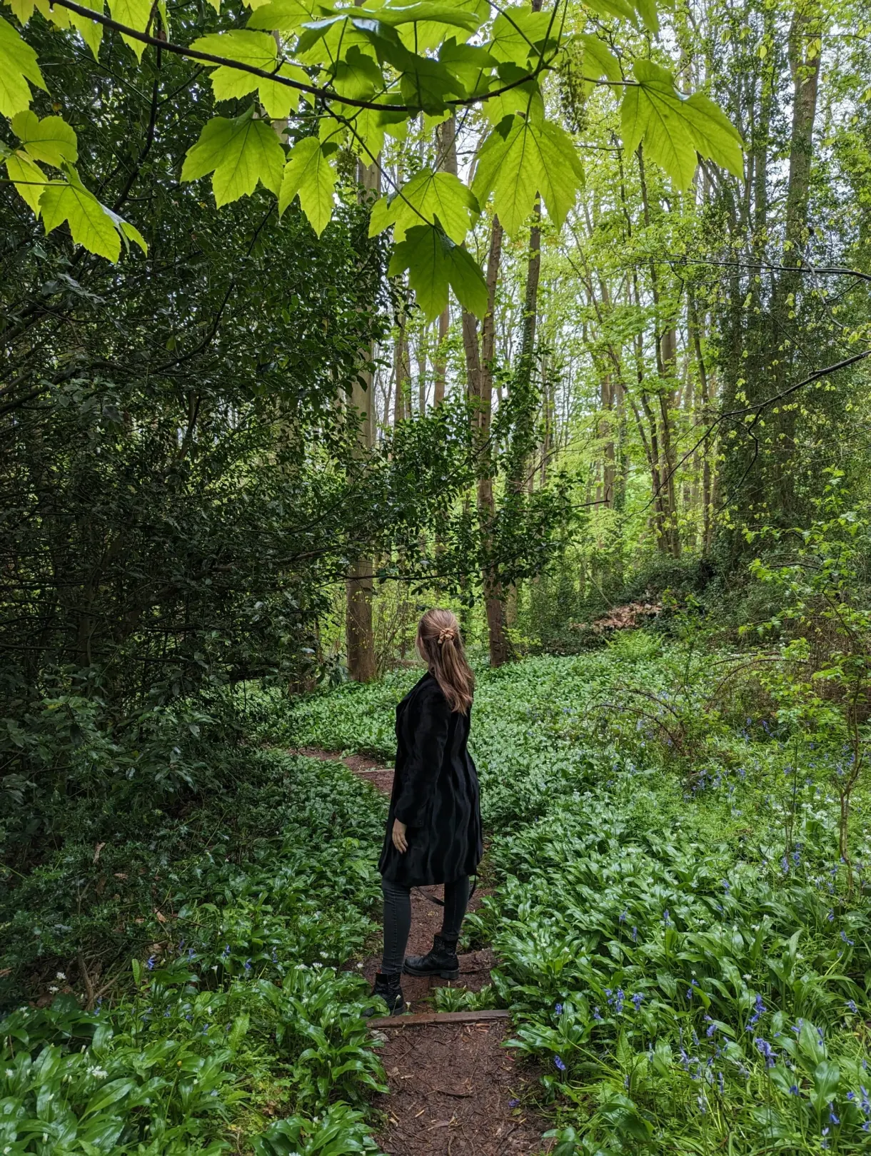 Woodland path carpeted with bluebells