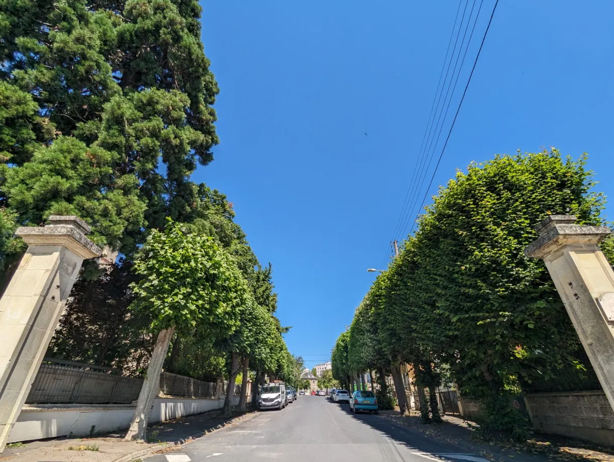 Residential street lined with trees clipped into a tall green screen