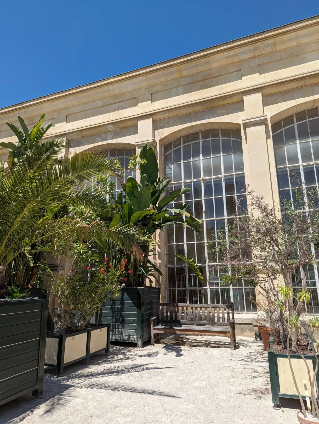 Tropical plants in containers in front of the glass walls of the greenhouse