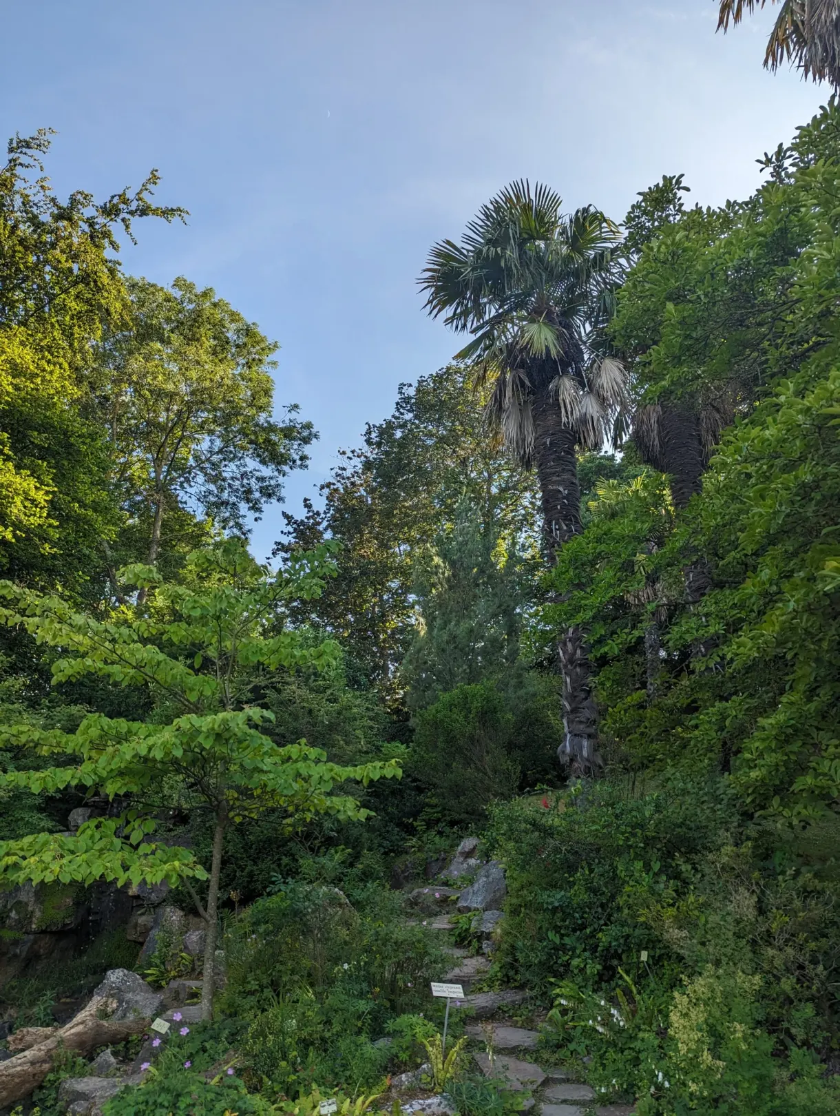 Planted rockery and palm tree in a shaded corner of the garden