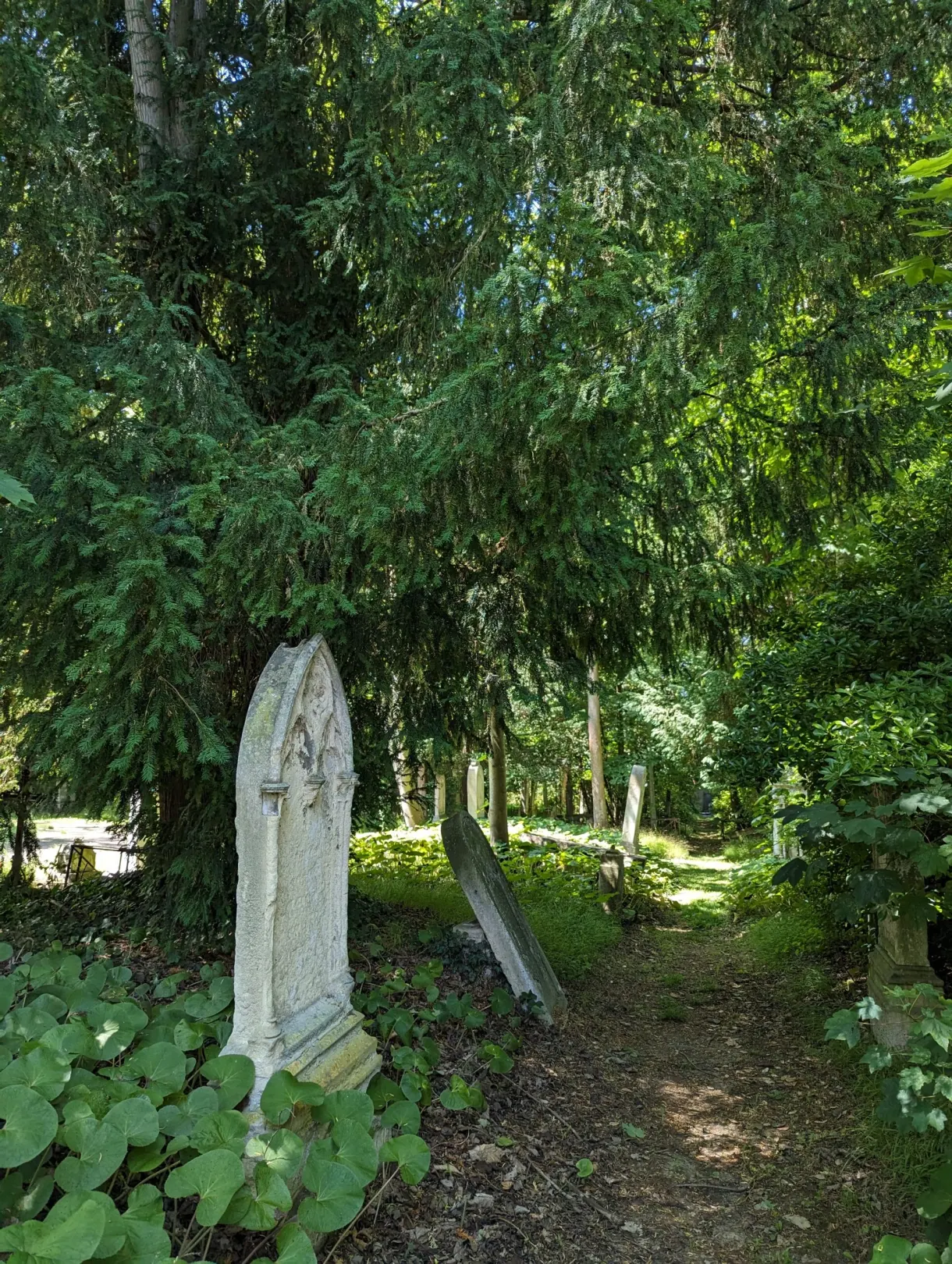 Stone cross standing among the vegetation of an old cemetery