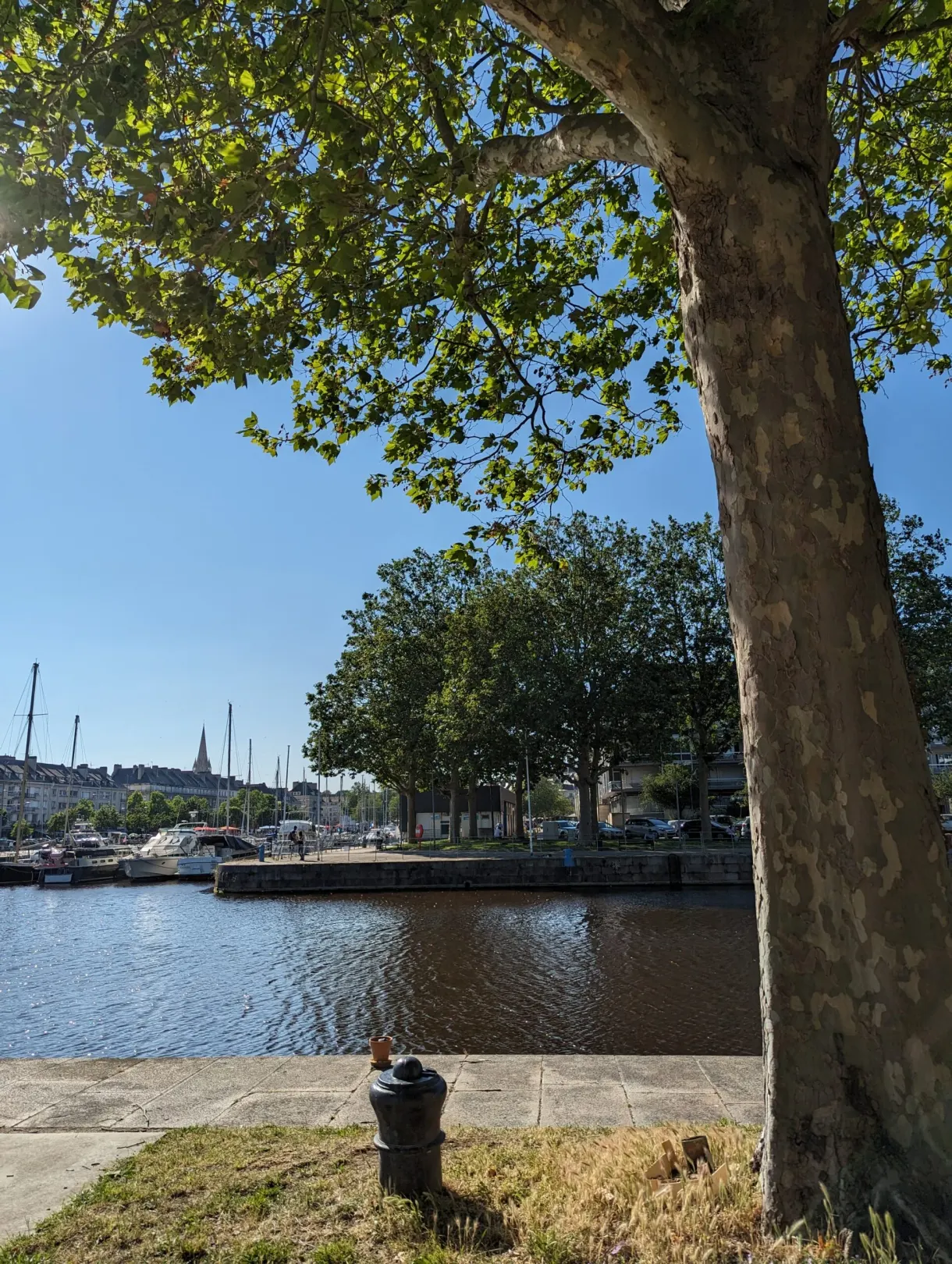 Harbour basin framed by the trunk of a large plane tree