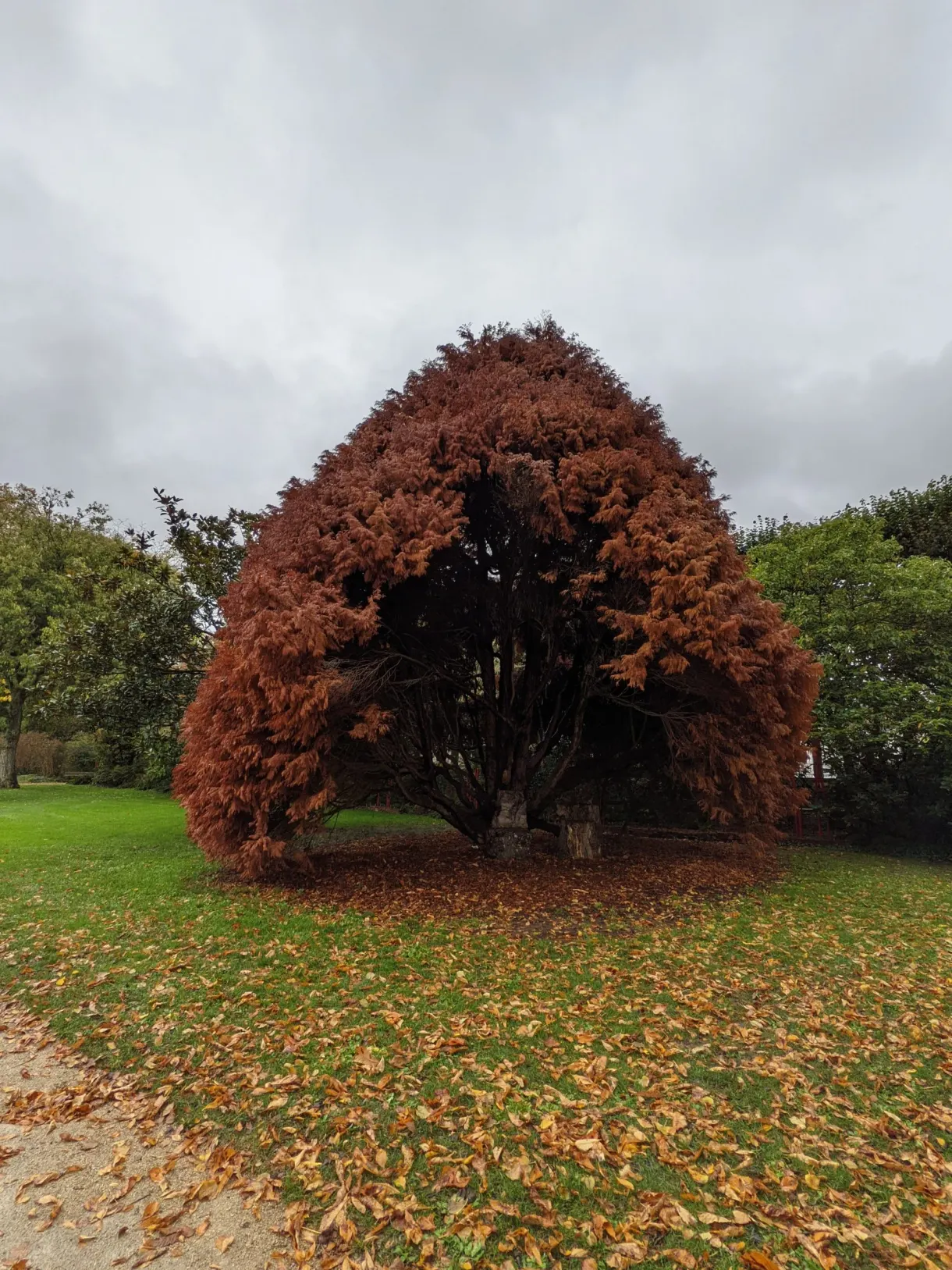 Large tree with russet foliage standing on the lawn