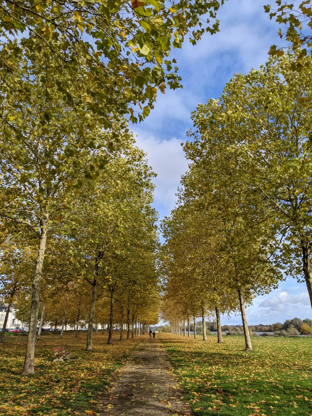 Avenue of yellowing plane trees leading out into the countryside