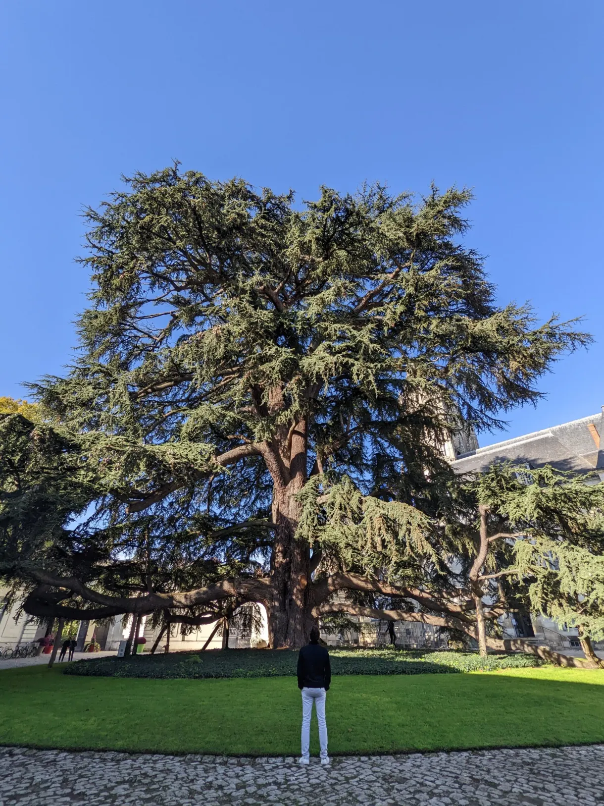 Immense cedar in the garden, a tiny figure at its foot