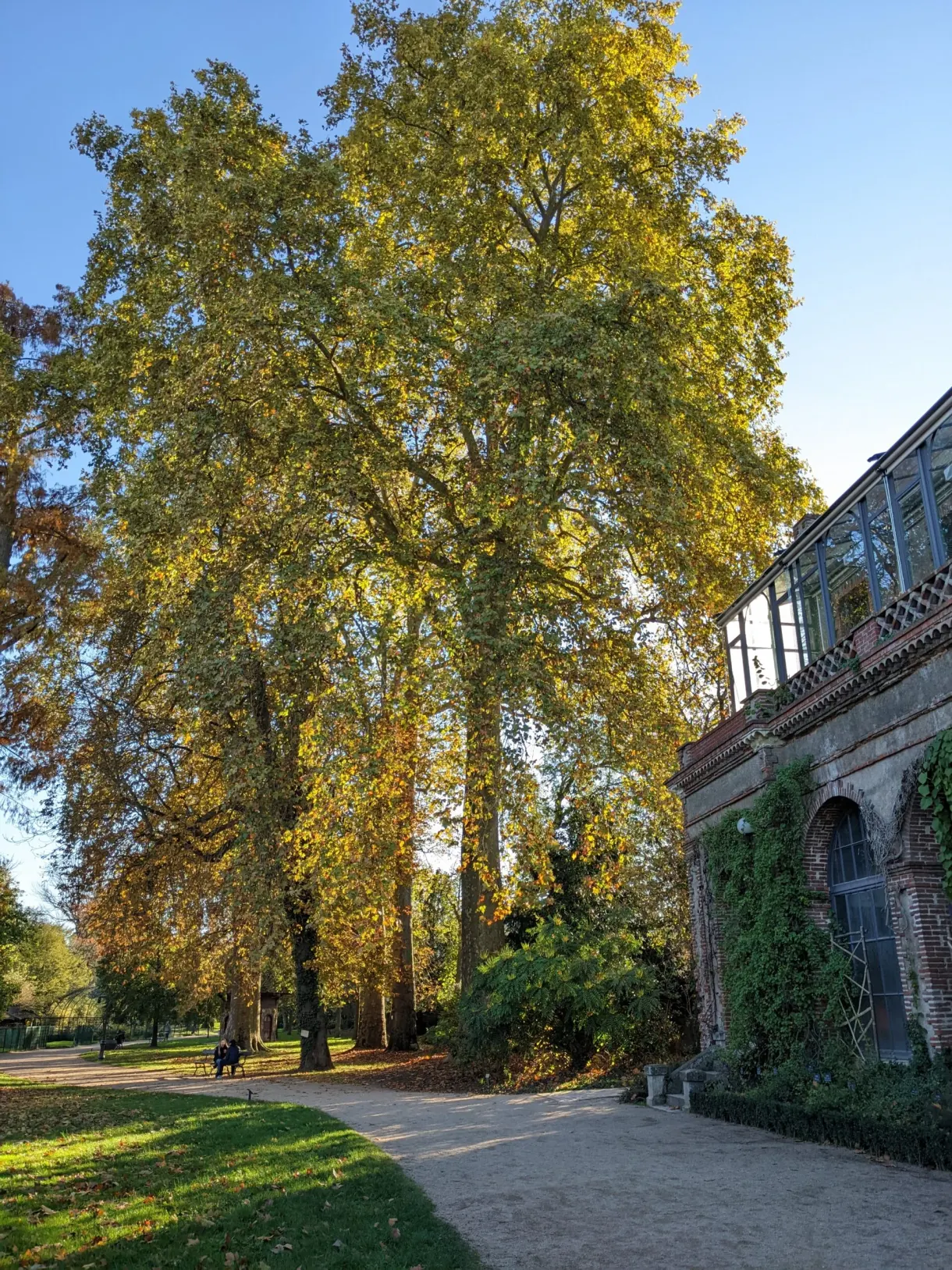 Garden path beneath the large yellowing trees, greenhouse on the right