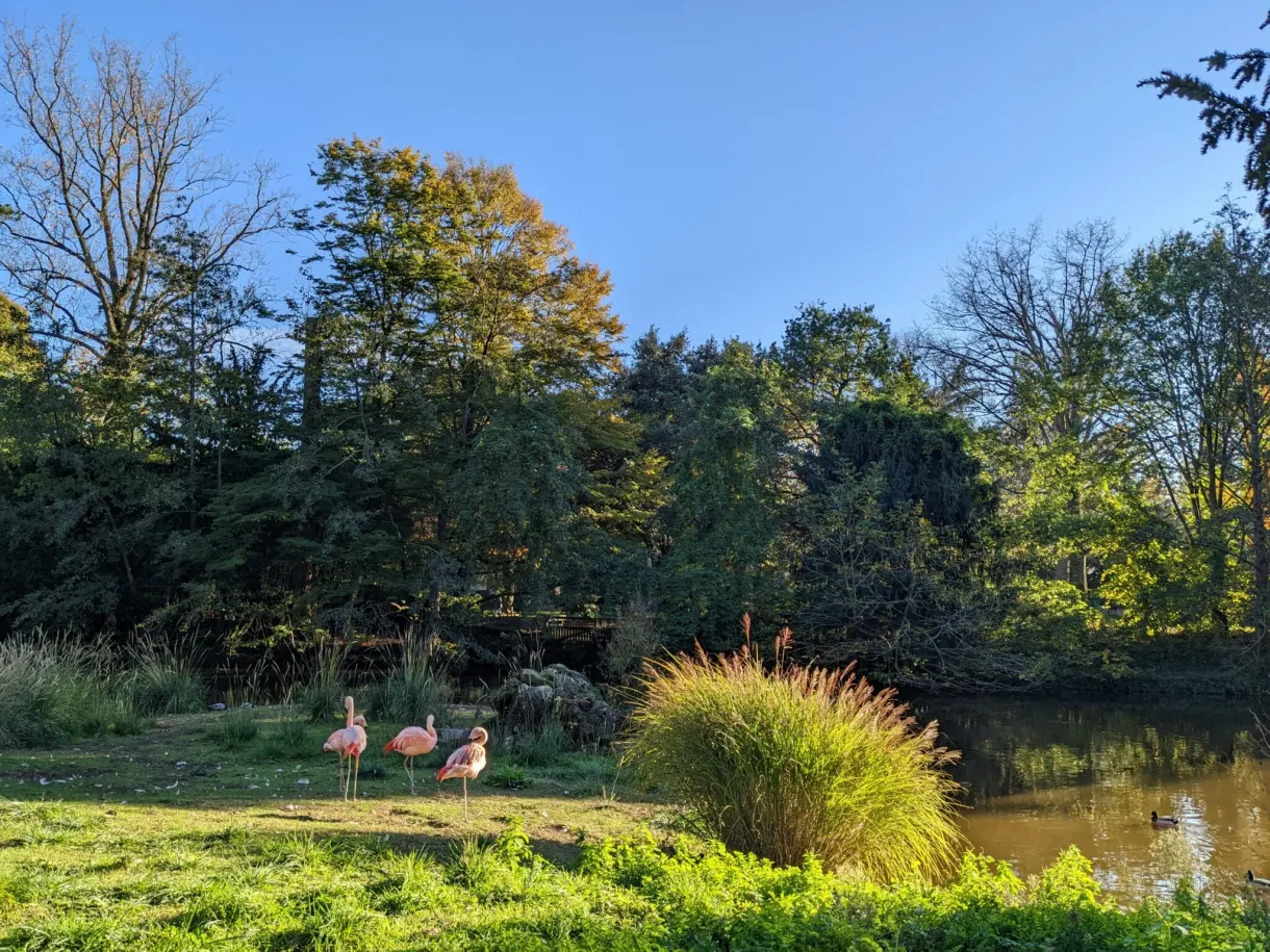 Flamingos at the edge of the pond in the botanical garden
