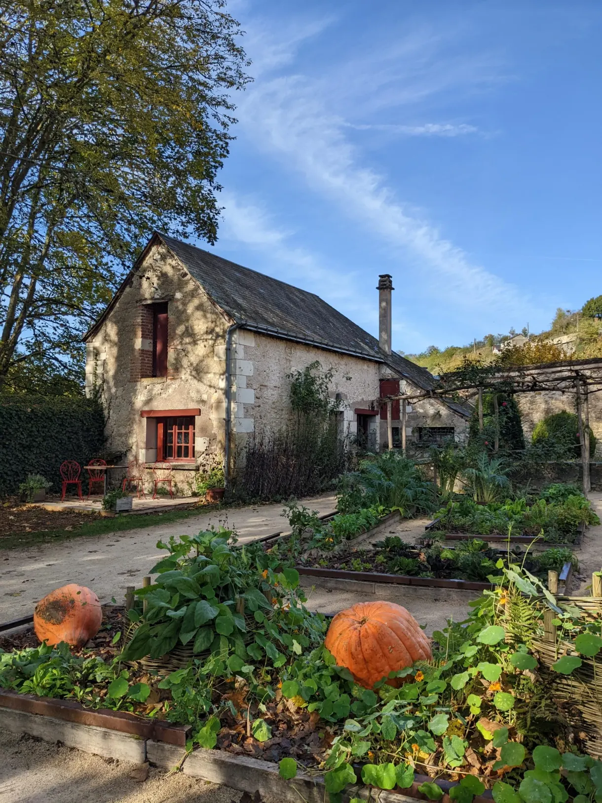 Vegetable garden and orange pumpkins in front of a gardener's house