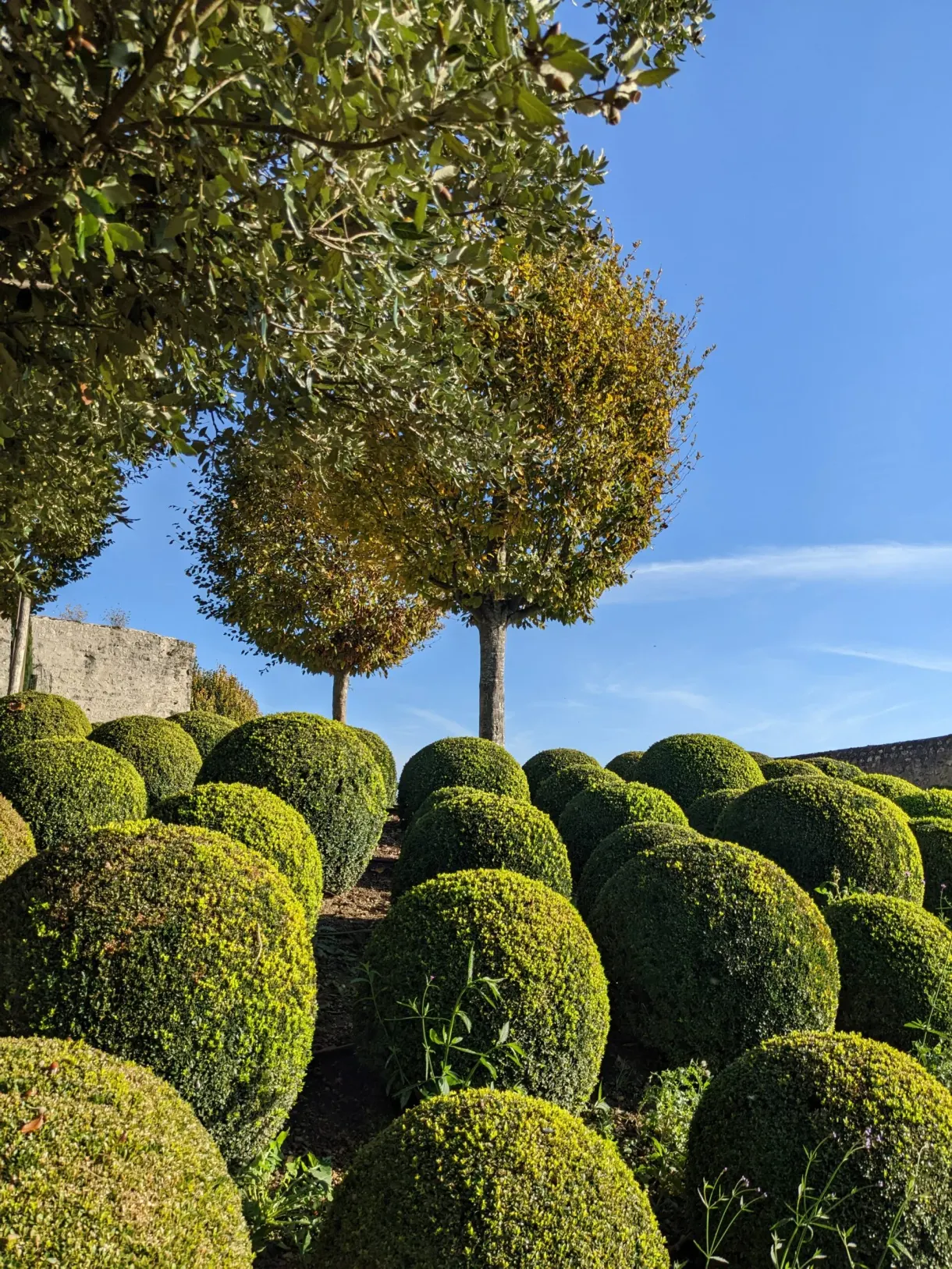 Box clipped into balls and pruned trees on the terrace